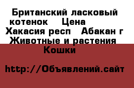 Британский ласковый котенок  › Цена ­ 1 500 - Хакасия респ., Абакан г. Животные и растения » Кошки   